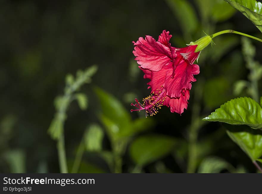 Flower, Plant, Flora, Flowering Plant