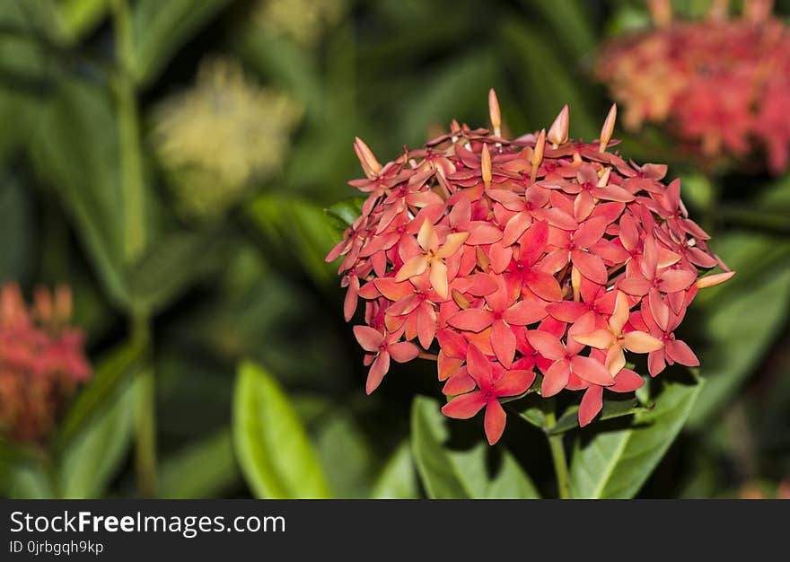 Flower, Plant, Flora, Flowering Plant