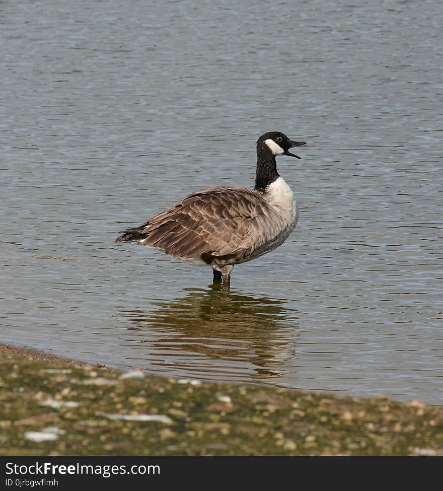 Bird, Water Bird, Goose, Fauna