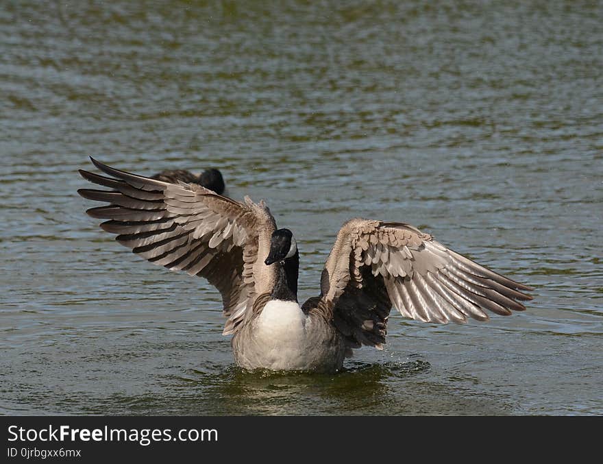 Bird, Water Bird, Fauna, Water