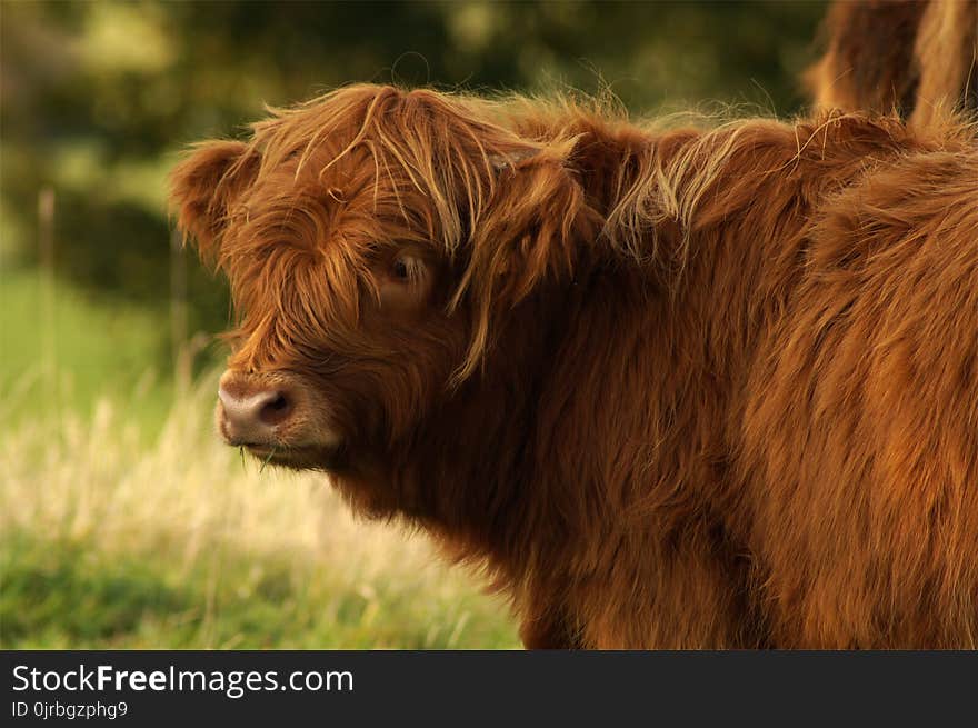 Cattle Like Mammal, Highland, Grazing, Horn