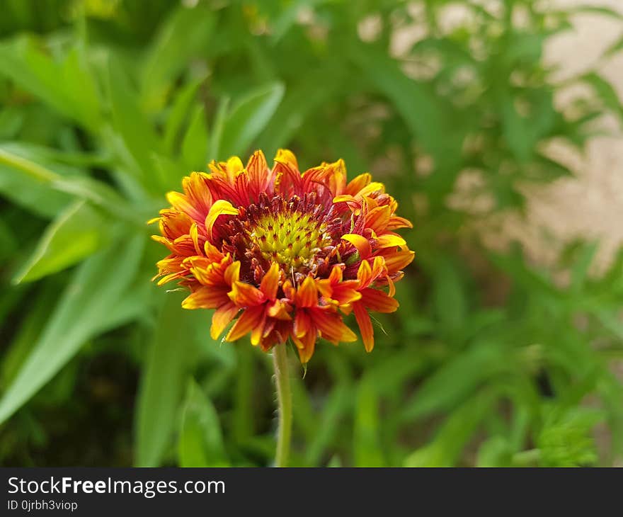 Flower, Blanket Flowers, Plant, Wildflower