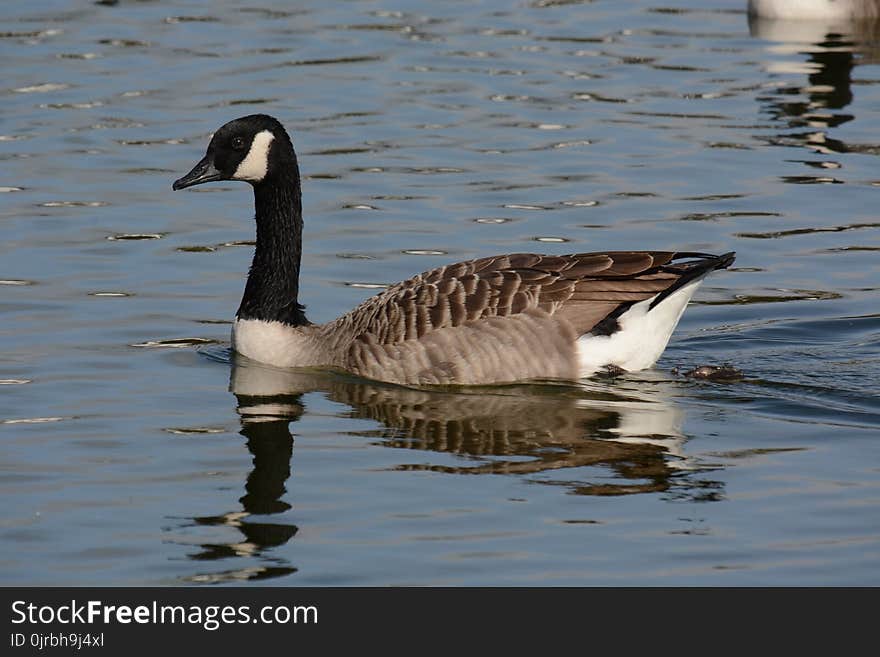 Bird, Water Bird, Water, Goose