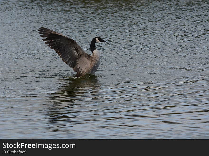 Bird, Water, Fauna, Water Bird