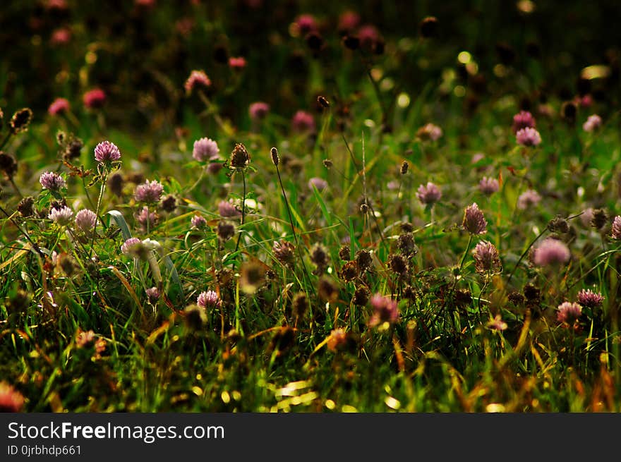 Vegetation, Plant, Grass, Flower