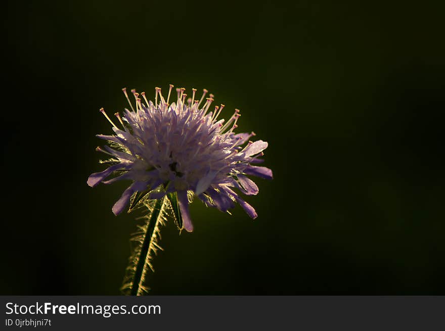 Flower, Thistle, Purple, Flora