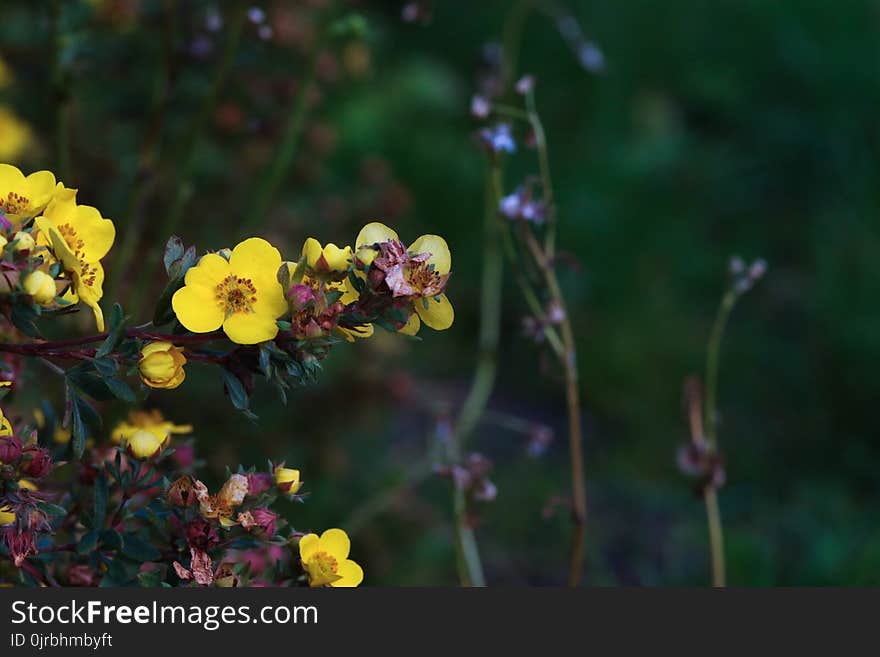 Flower, Flora, Wildflower, Spring