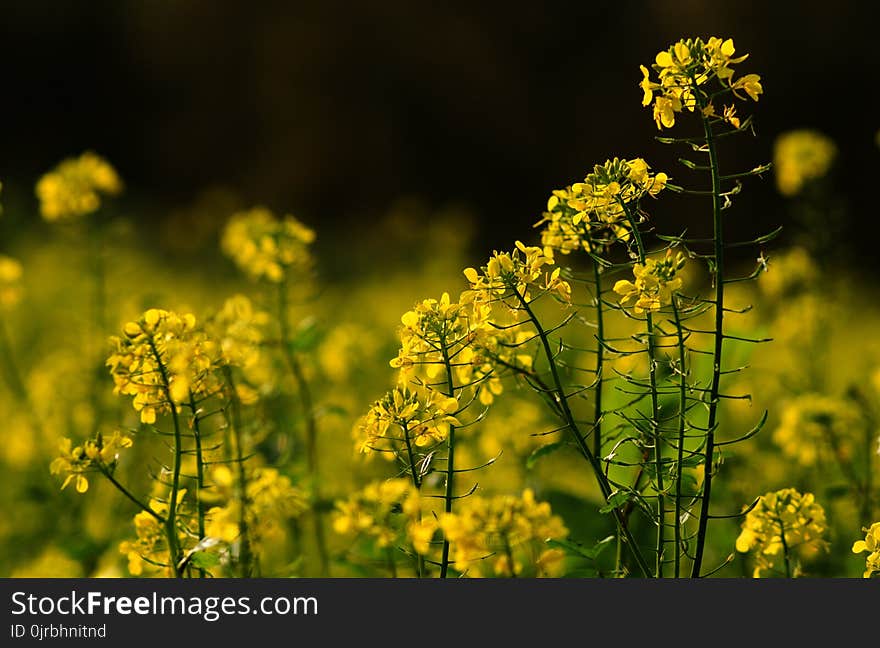 Rapeseed, Yellow, Mustard Plant, Canola