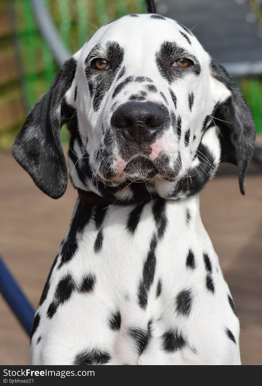 Dog Breed, Dog, Dog Like Mammal, Dalmatian