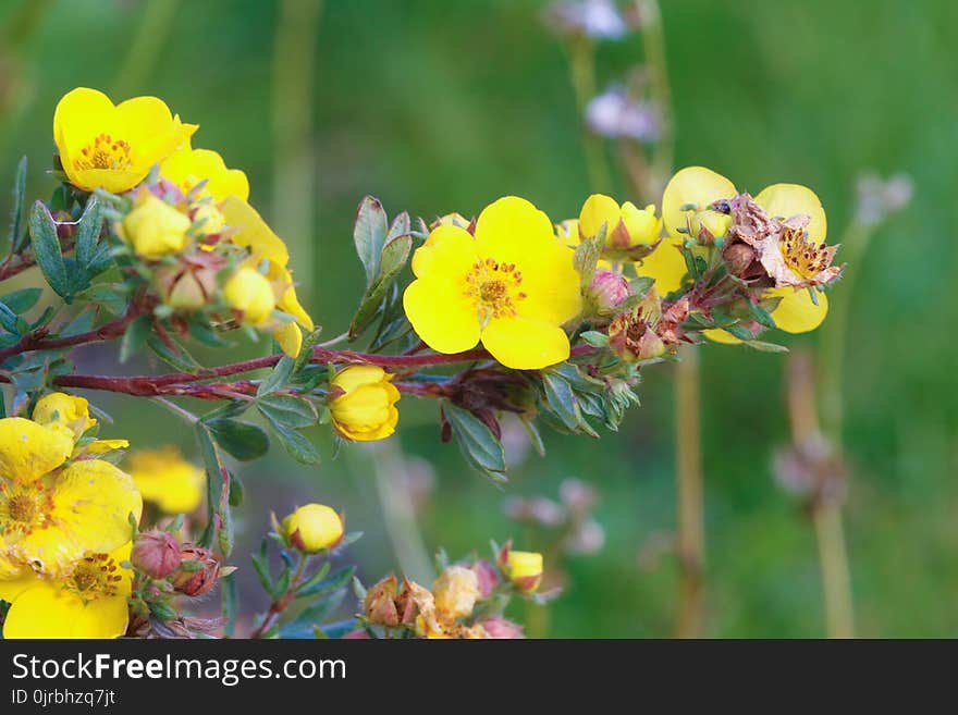 Flower, Yellow, Flora, Wildflower