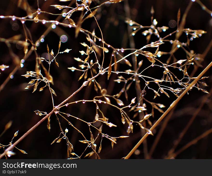 Branch, Flora, Twig, Thorns Spines And Prickles