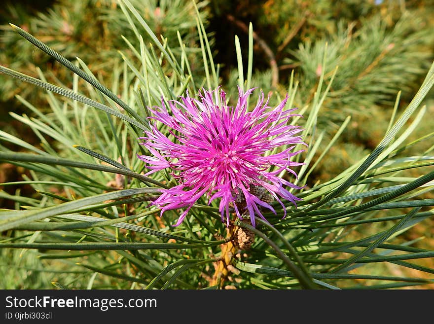 Plant, Flora, Flower, Thistle