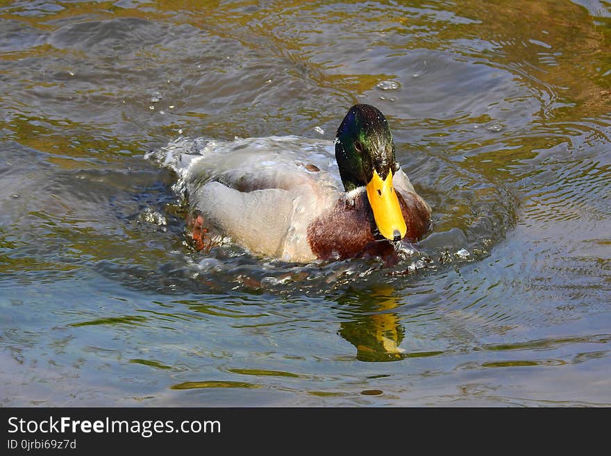 Duck, Bird, Water, Mallard