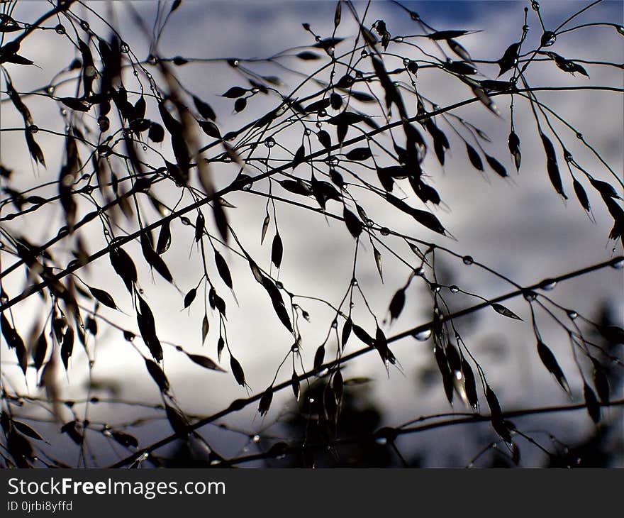 Branch, Twig, Tree, Leaf