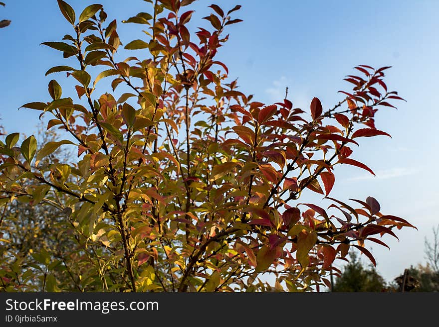 Plant, Tree, Branch, Flora