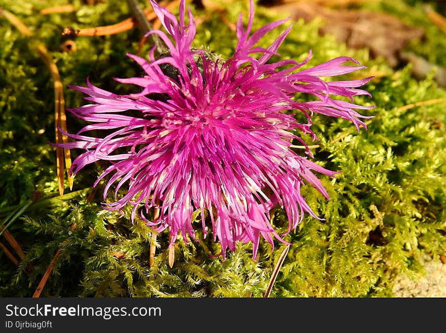 Flower, Plant, Flora, Silybum