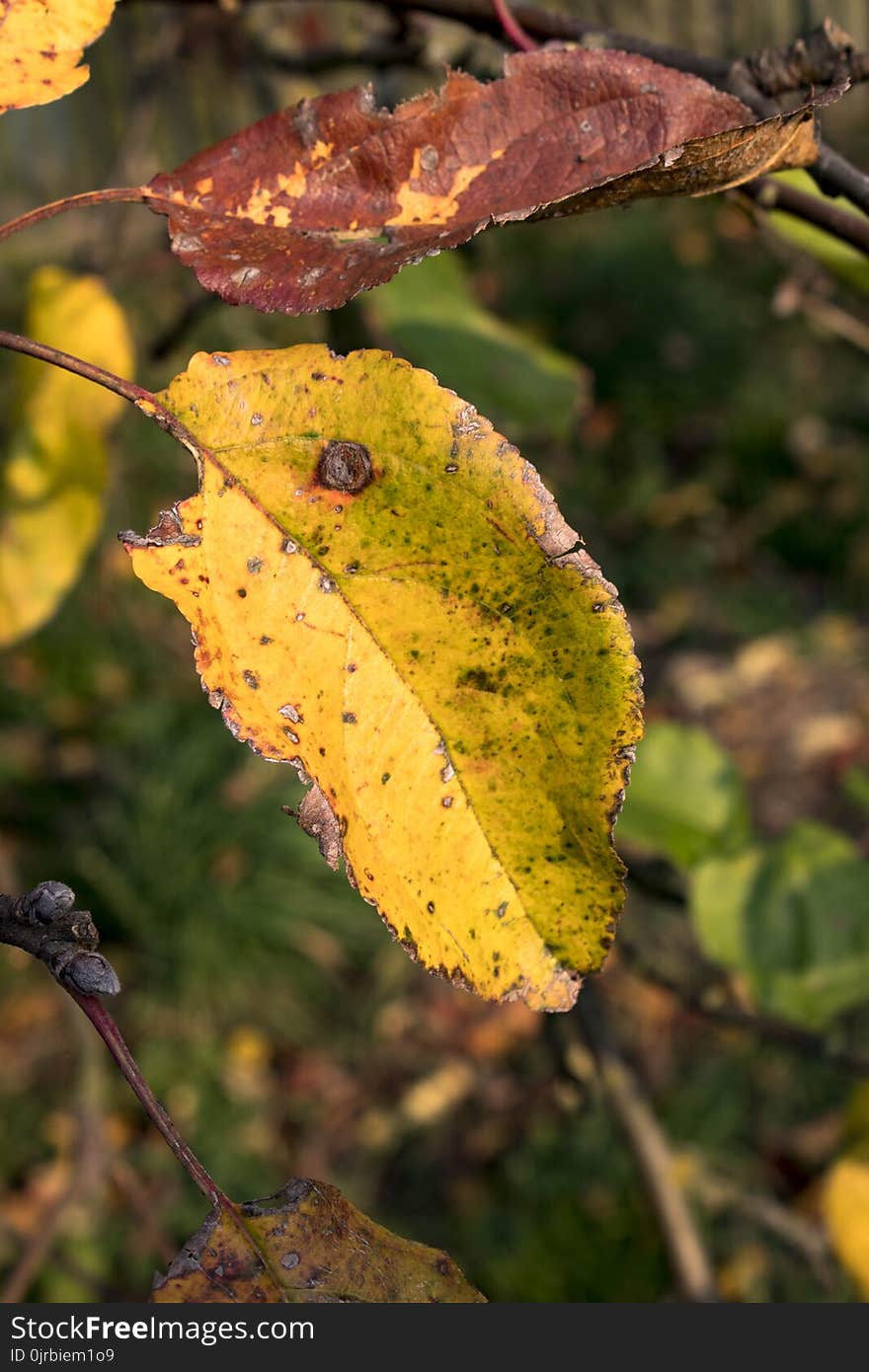 Leaf, Autumn, Vegetation, Flora