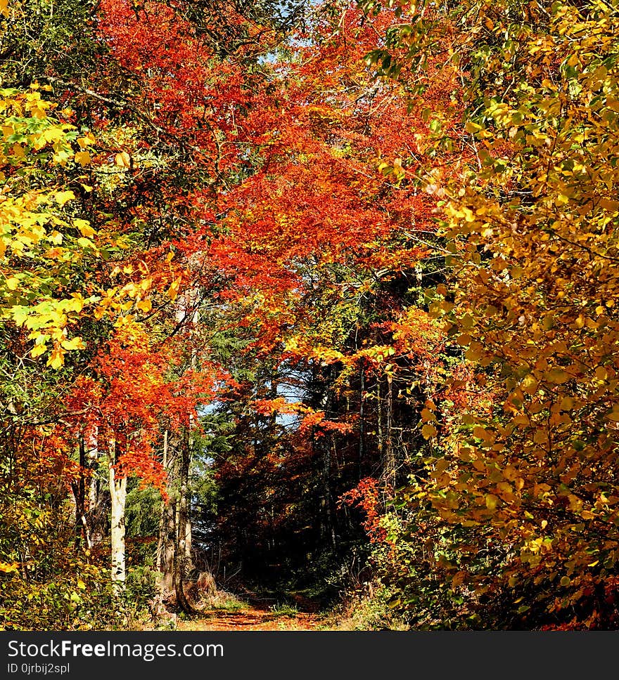 Nature, Autumn, Leaf, Temperate Broadleaf And Mixed Forest