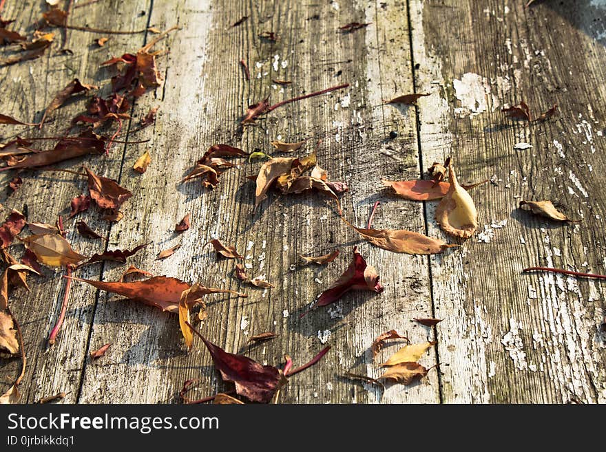 Leaf, Wood, Trunk, Tree