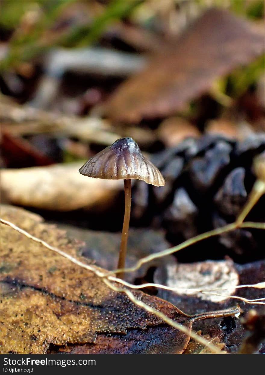 Fungus, Leaf, Mushroom, Flora