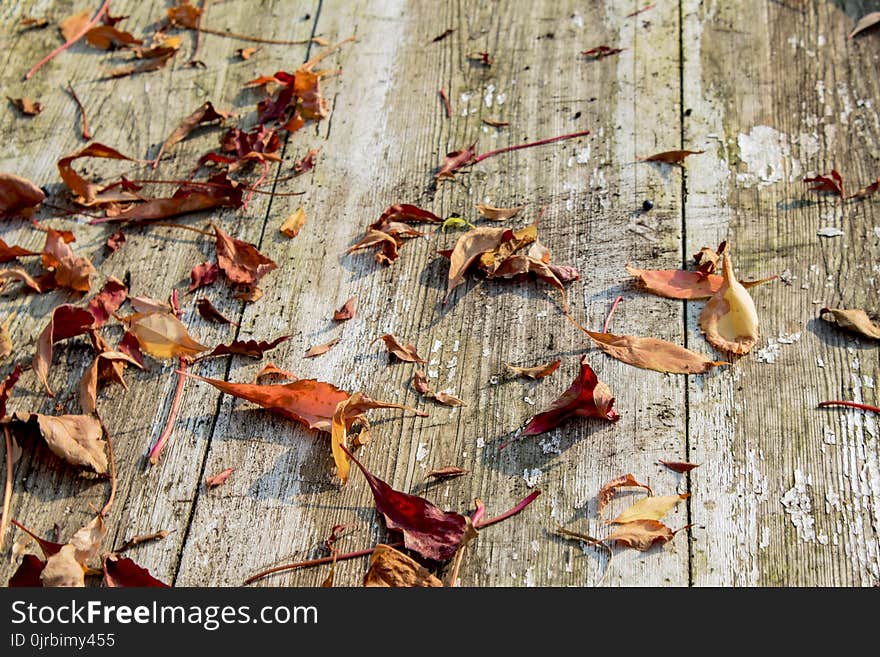 Leaf, Wood, Autumn, Trunk