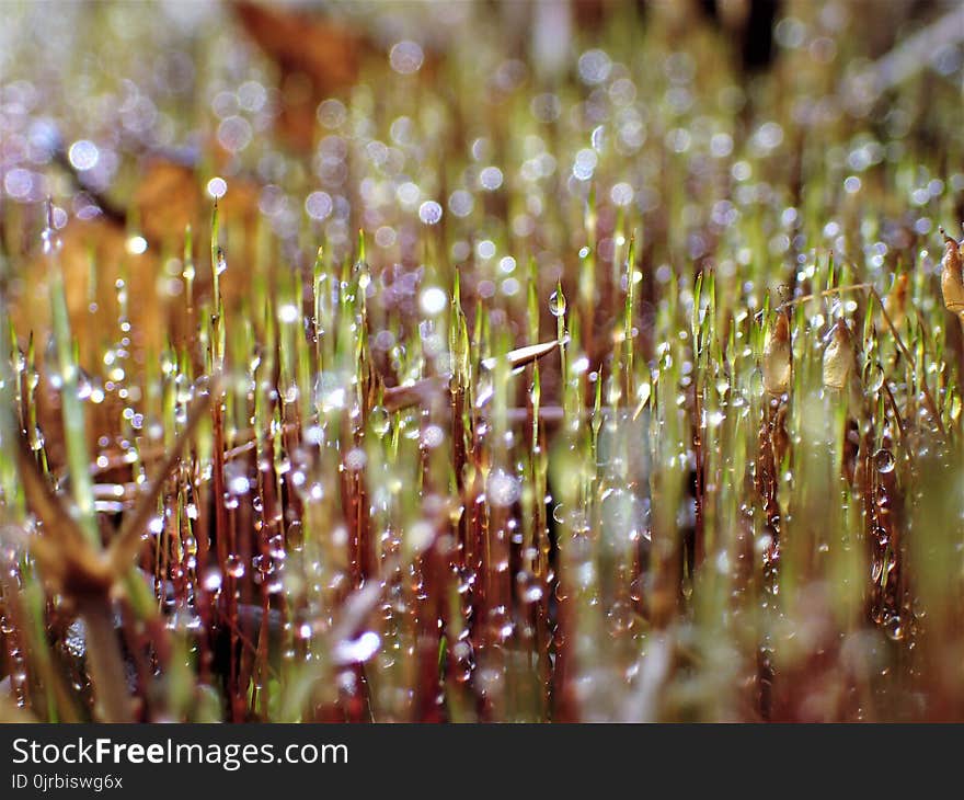 Water, Dew, Moisture, Vegetation