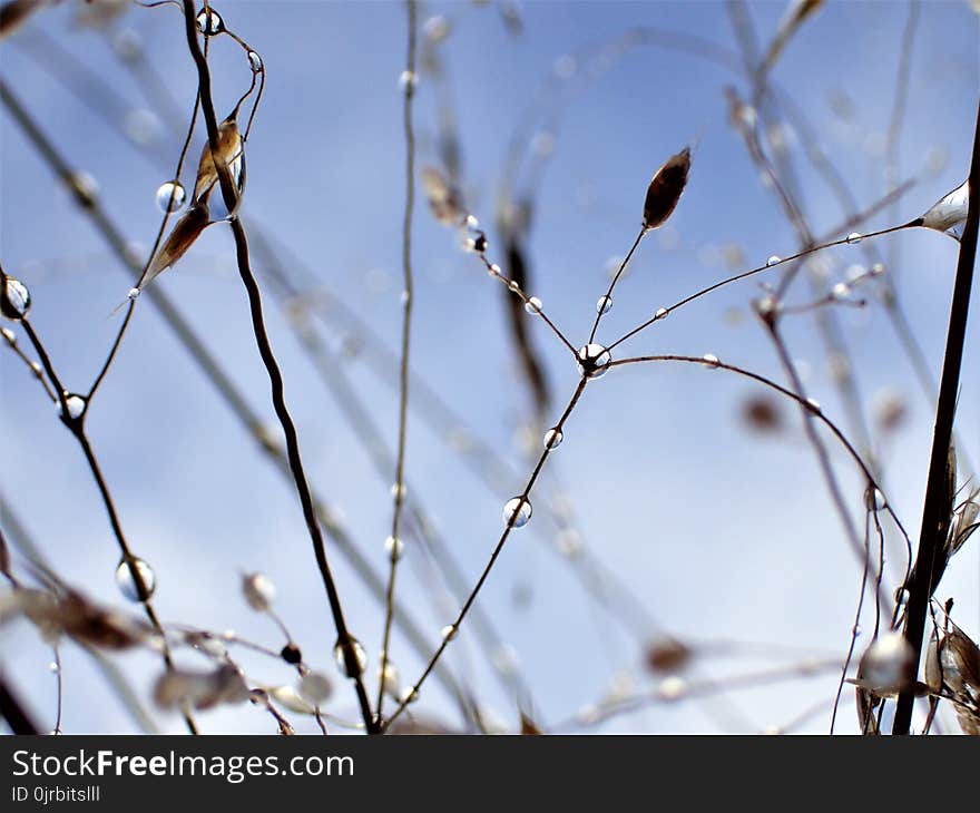 Branch, Twig, Flora, Sky