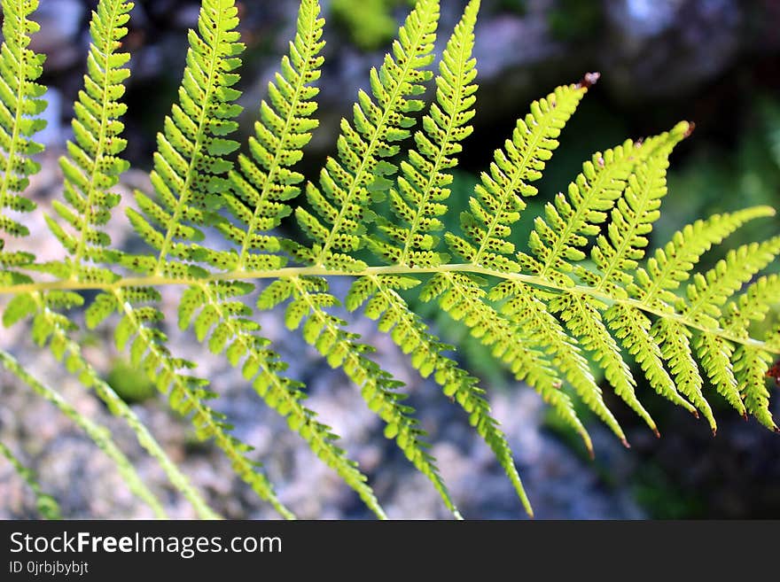 Vegetation, Ferns And Horsetails, Fern, Plant