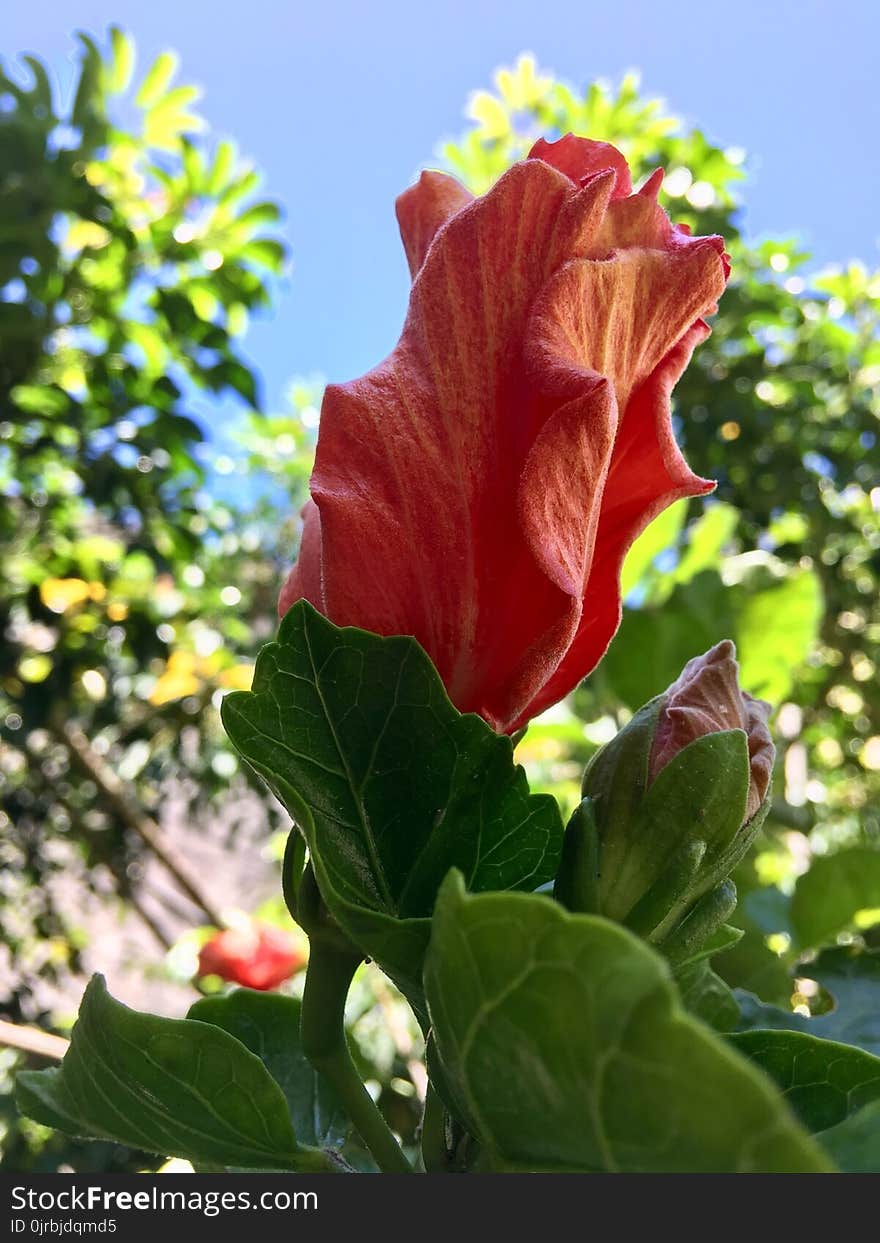 Flower, Plant, Hibiscus, Leaf