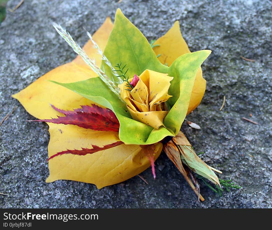 Yellow, Leaf, Plant, Flower