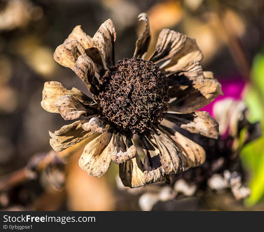 Flower, Flora, Plant, Close Up