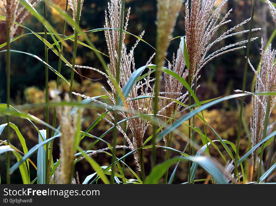 Plant, Grass, Vegetation, Grass Family