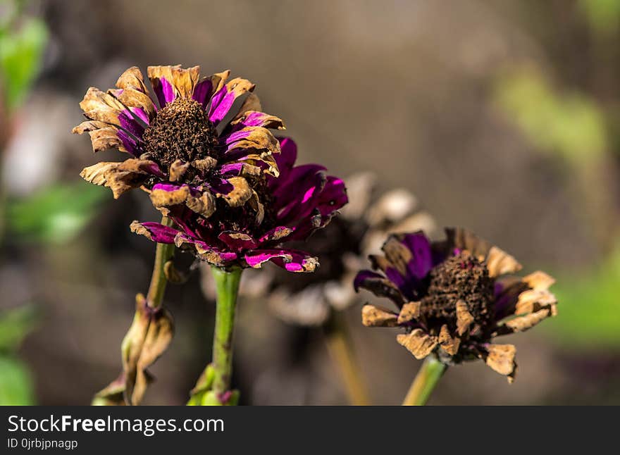 Flower, Flora, Purple, Wildflower