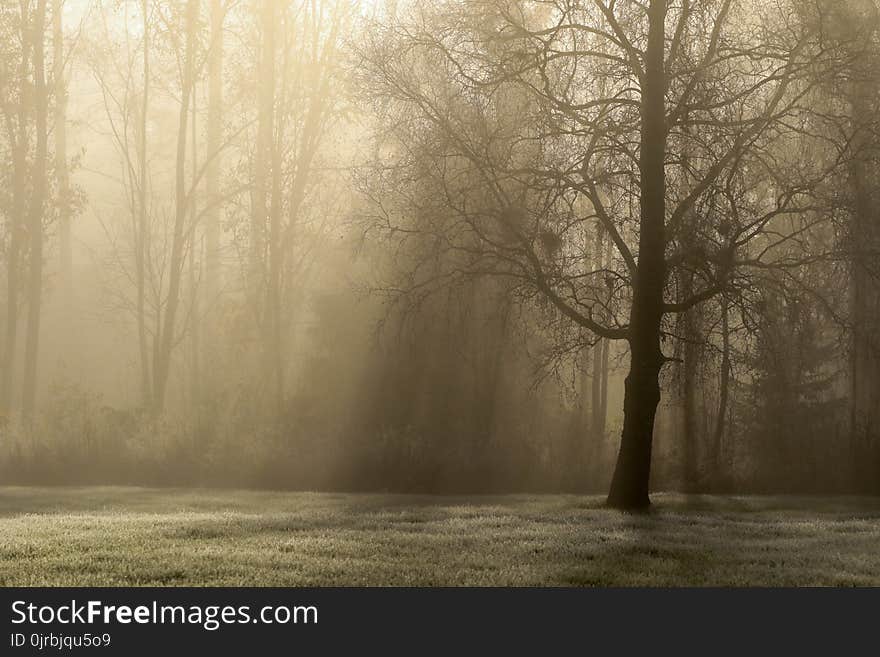 Fog, Mist, Morning, Tree