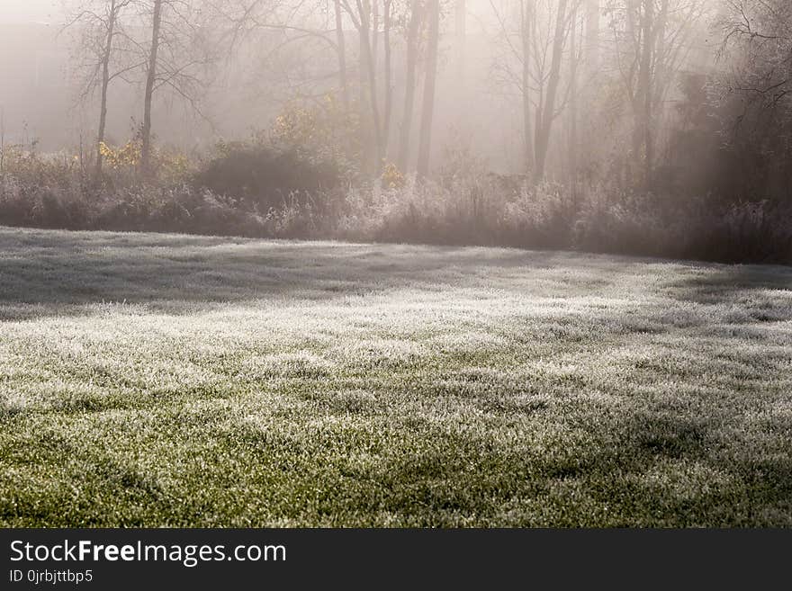 Fog, Mist, Morning, Tree