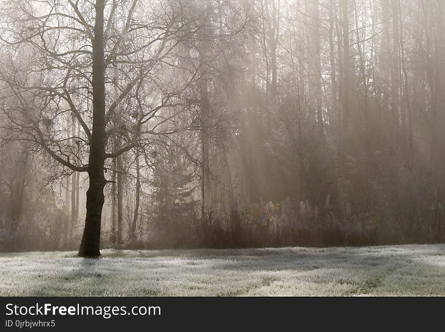 Tree, Fog, Winter, Freezing