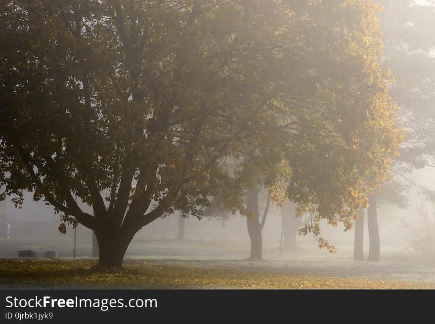 Tree, Fog, Morning, Mist