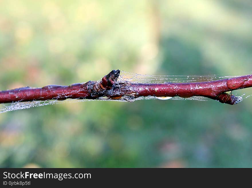 Close Up, Macro Photography, Twig, Organism