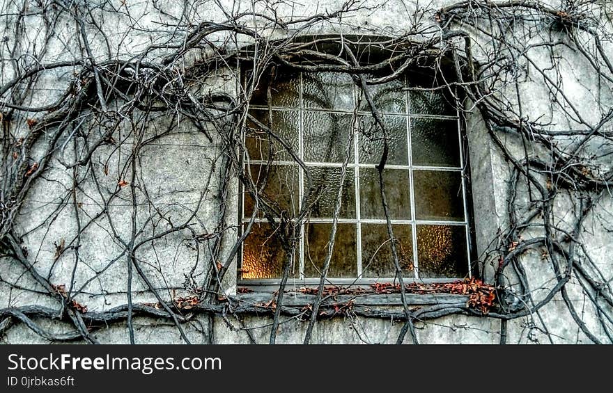 Tree, Branch, Winter, House