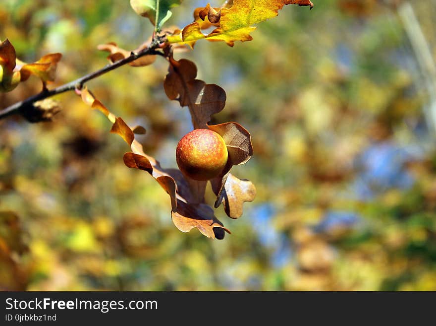 Branch, Leaf, Flora, Autumn