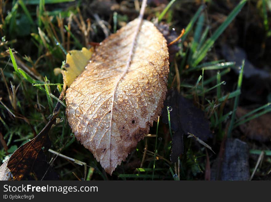 Leaf, Fungus, Mushroom, Edible Mushroom