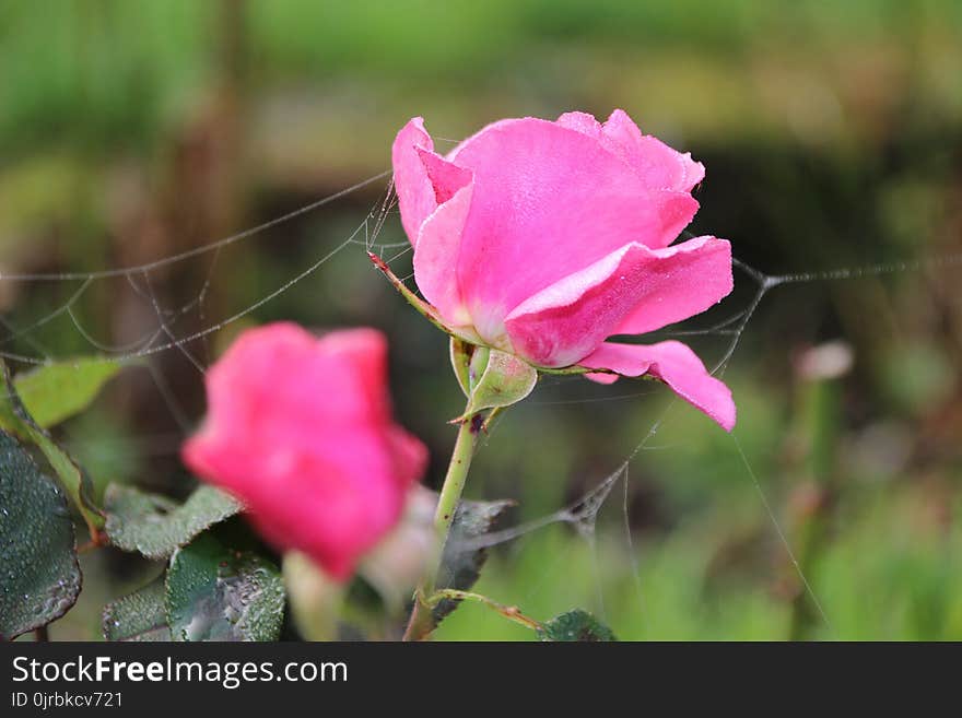 Flower, Rose Family, Pink, Rose