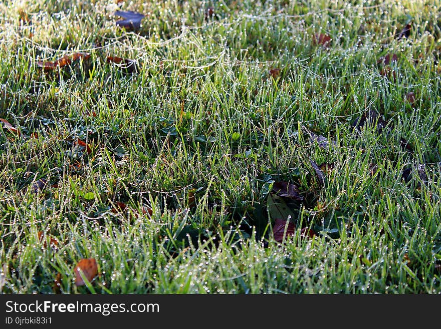 Vegetation, Grass, Ecosystem, Flora