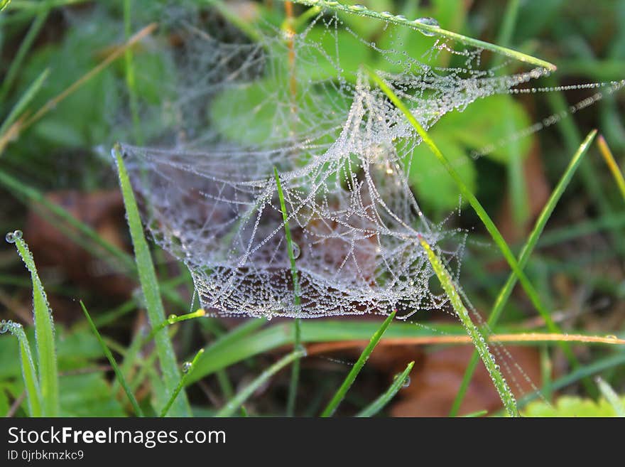 Spider Web, Invertebrate, Arachnid, Spider