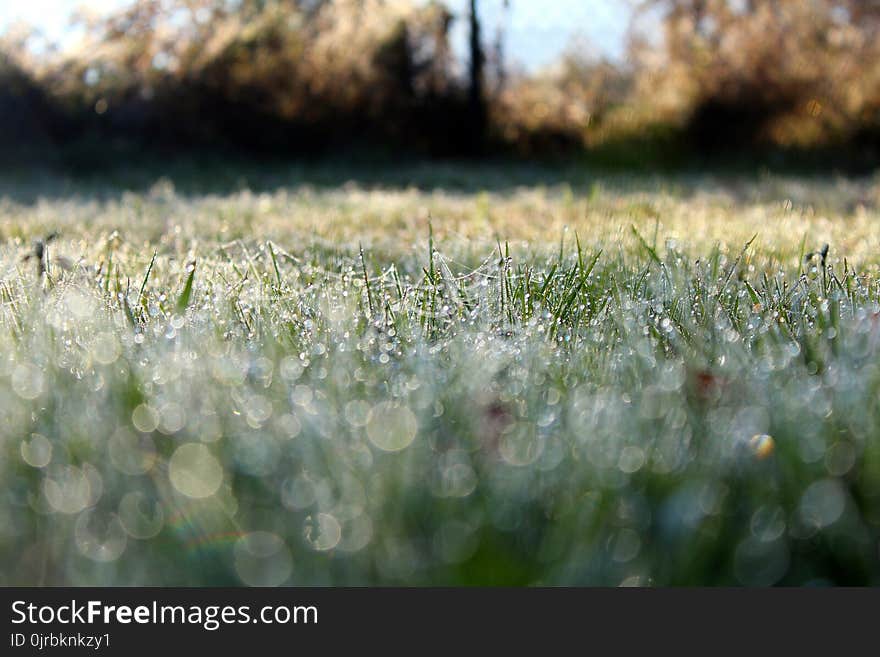 Green, Water, Grass, Moisture