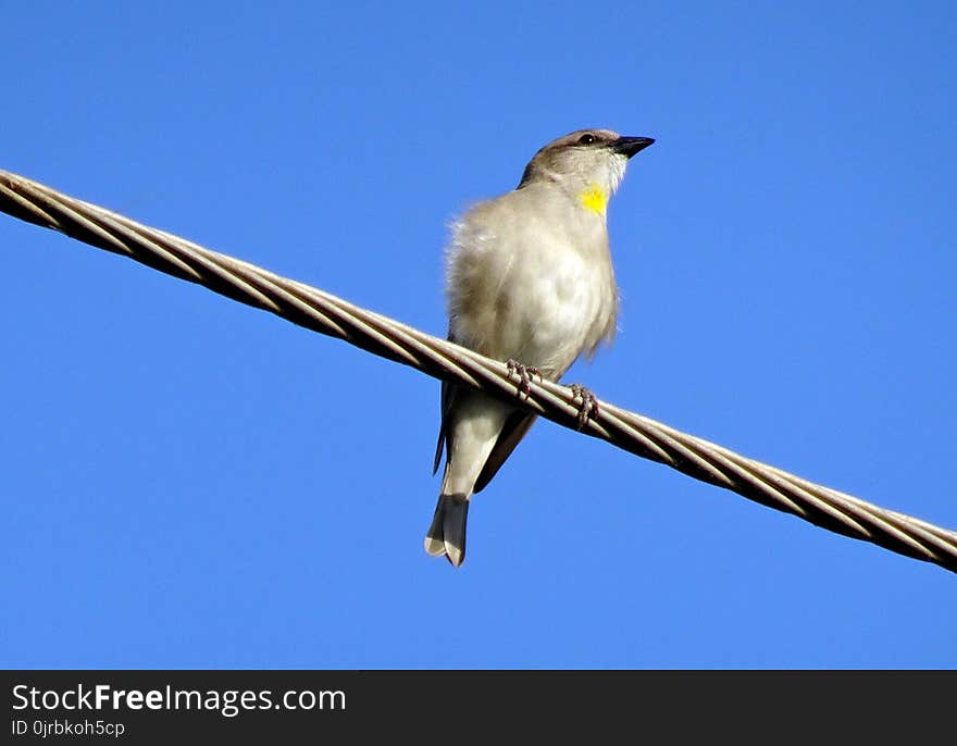 Bird, Fauna, Beak, Nightingale