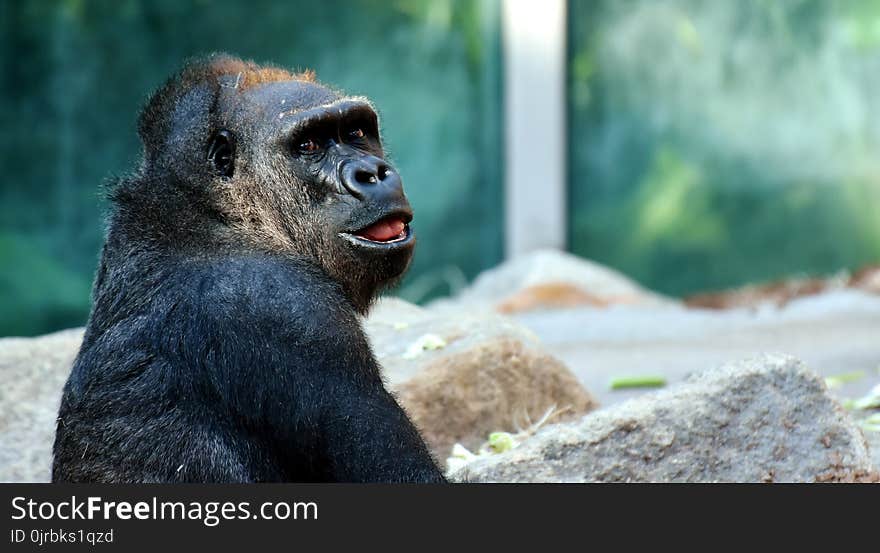 Mammal, Fauna, Great Ape, Chimpanzee