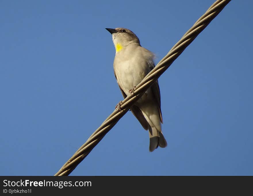 Bird, Beak, Fauna, Sky