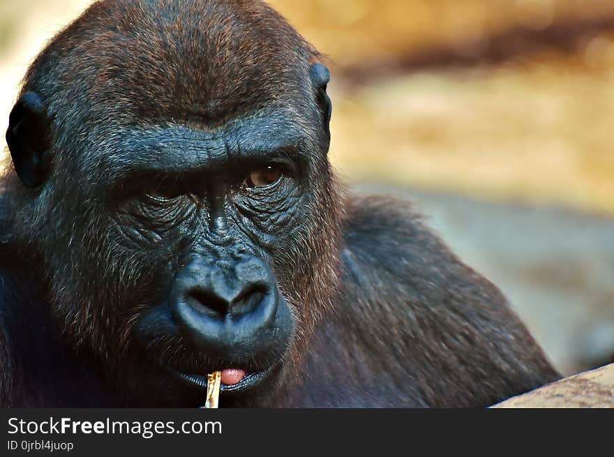 Great Ape, Mammal, Western Gorilla, Fauna