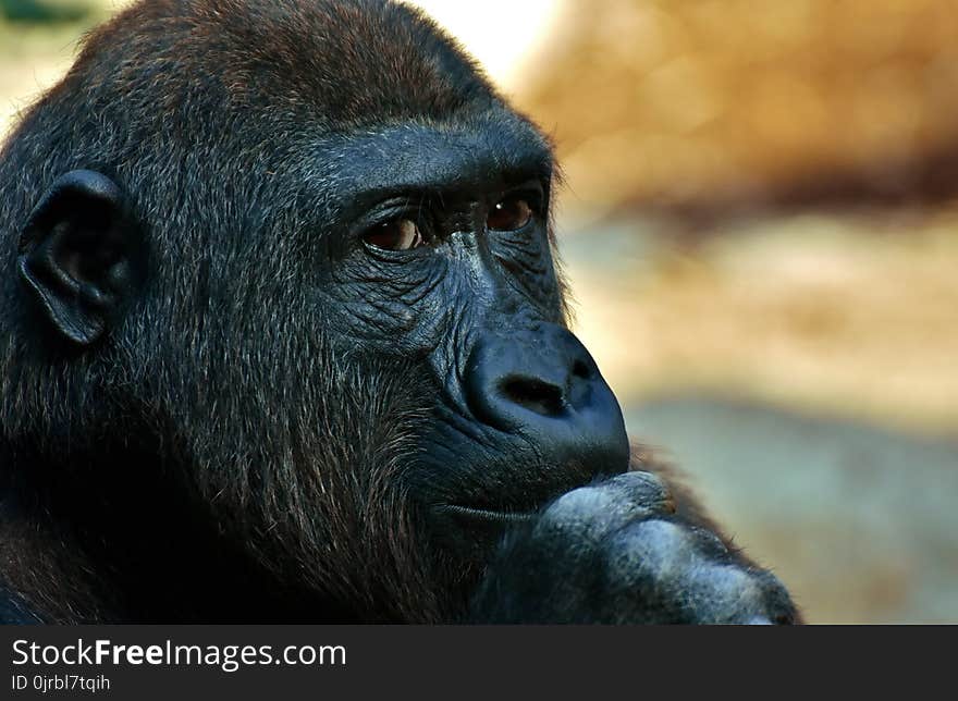 Great Ape, Face, Western Gorilla, Fauna